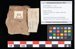Foto (Objekt + Etikett) von Pinus palaeostrobus Ettingshausen (NHMW-GEO-2024-0188-0211)